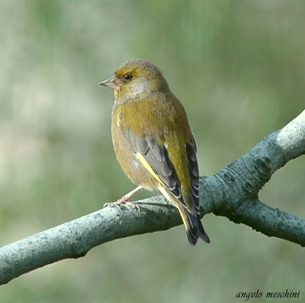 Verdone. Carduelis chloris